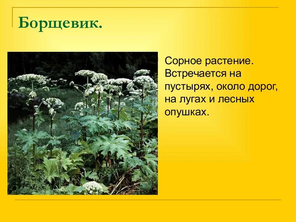 Опасное растение 2 класс. Ядовитое растение 3 класс окружающий мир борщевик. Борщевик ядовитый. Борщевик ядовитое растение описание. Сообщение о ядовитых рас.