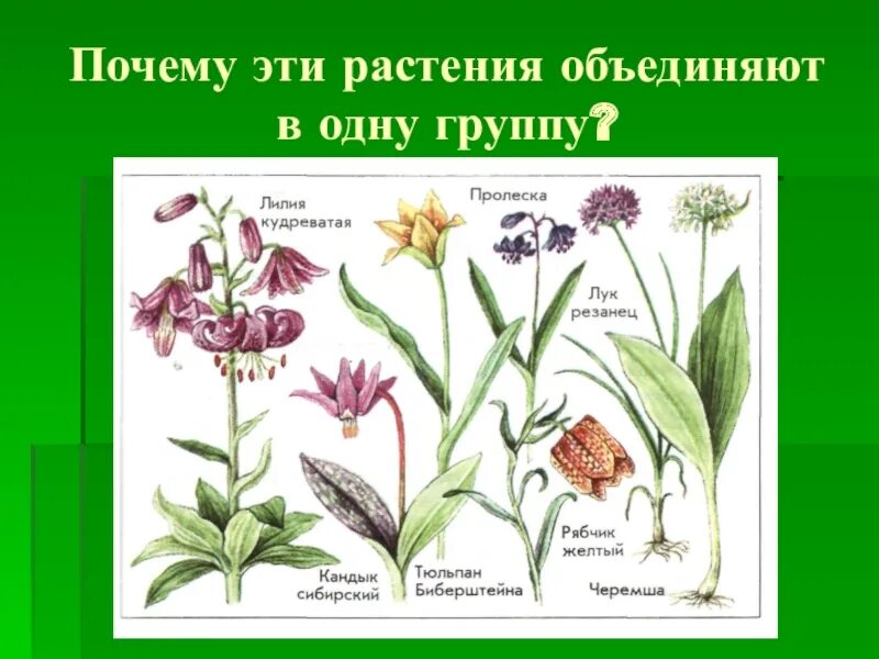 Однодольные растения семейства лилейные. Линейные однодольные растения. Лилейные однодольные цветки. Линейные однодольные растения. Линейные однодольные растения.