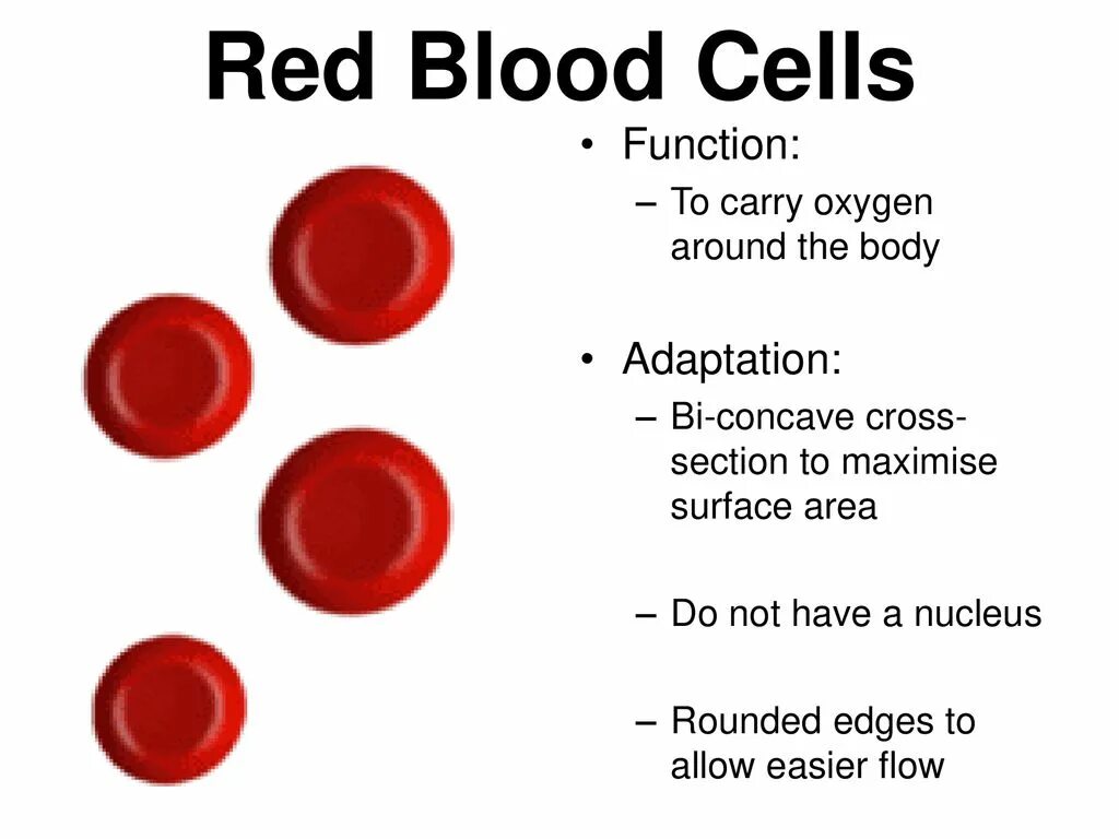Red Blood Cells function. Red Blood Cell structure. Functions of Blood. Blood Cells functions.