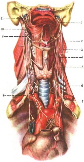 Стэнли розенберг блуждающий нерв. Блуждающий нерв анатомия топография. N.Vagus анатомия топографическая. Шейный блуждающий нерв. Блуждающий нерв анатомия шея.