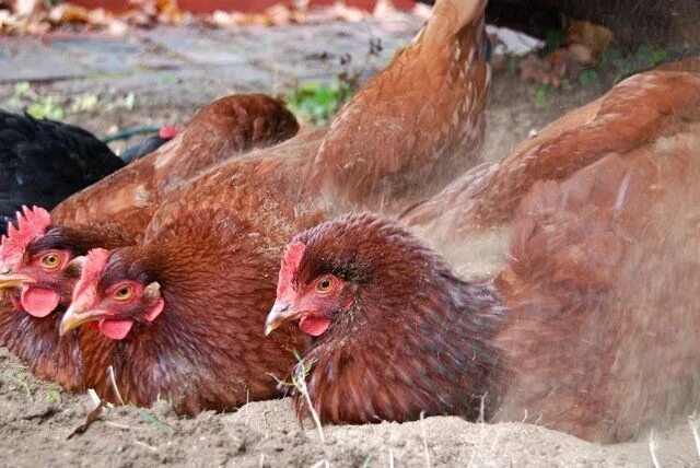 Chicken dust. Chicken dust