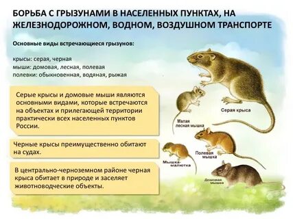 Учет грызунов