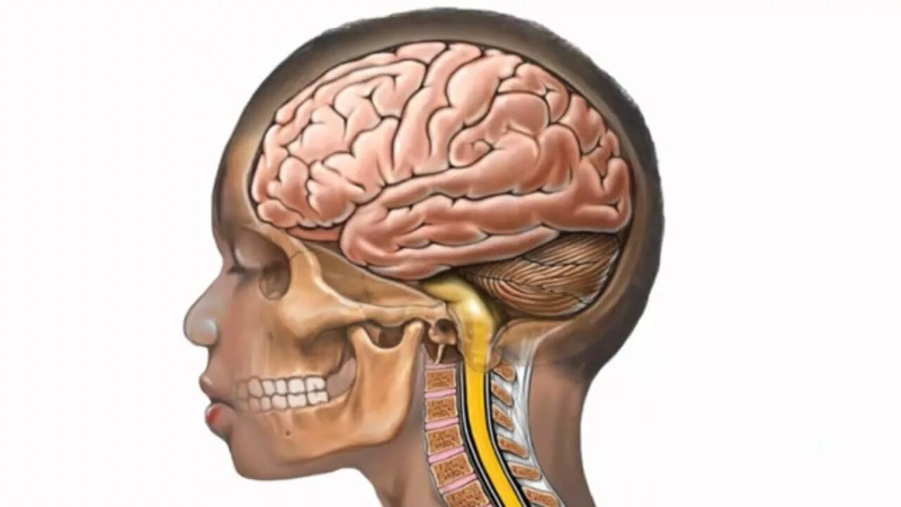 Мозг в черепной коробке. Расположение головного мозга в черепе человека. Мозги без черепа
