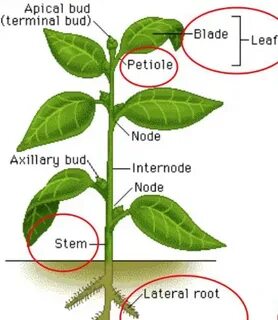 Plant stem