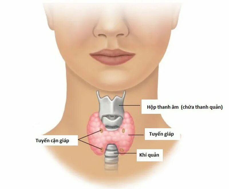 Щитовидная железа узлы в правой доле. Фолликулярная киста щитовидной железы. Киста щитовидной железы 3 мм симптомы. Киста перешейка щитовидной железы. Щитовидная железа гисте.