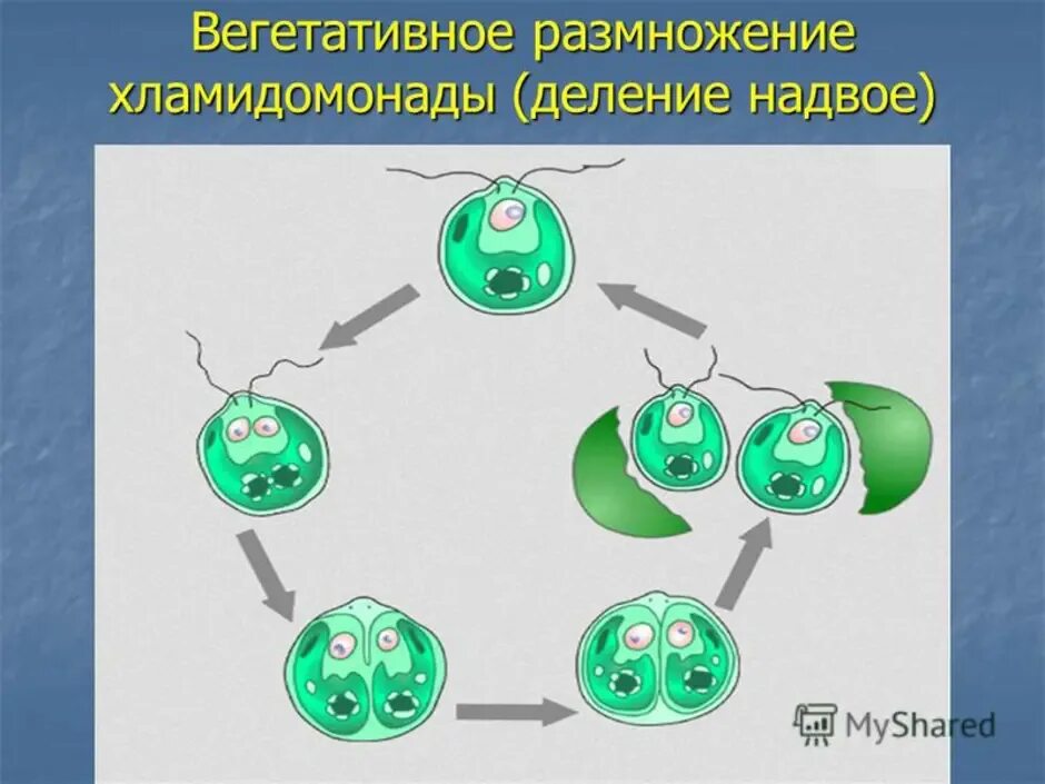 Размножение одноклеточных водорослей. Вегетативное размножение хламидомонады. Вегетативное размножение водорослей. Вегетативное размножение одноклеточных водорослей.