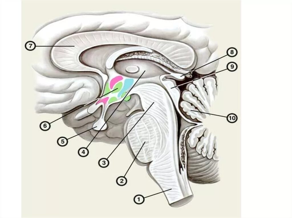 Ствол мозга Сагиттальный разрез. Ствол мозга и промежуточный мозг. Мозжечок Сагиттальный разрез. Промежуточный мозг Сагиттальный срез.
