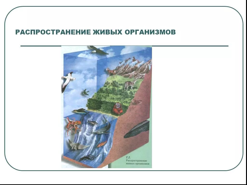 Область распространения живых. Распространение живых организмов в биосфере. Закономерности распространения живых организмов на земле. Распределение живых организмов на суше. Распространение живых организмов на земле зависит от.