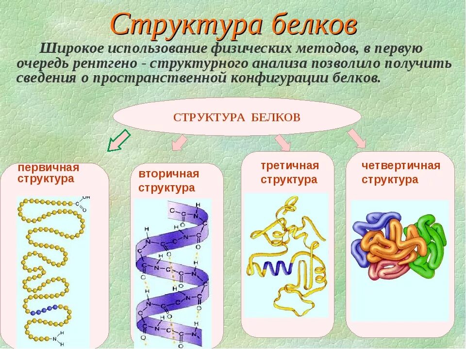 Белки 11 класс биология. Строение белков, структуры и функции. Белки структура и функции химия. Структура белка и функции белка. Структура белка биология 10 класс.