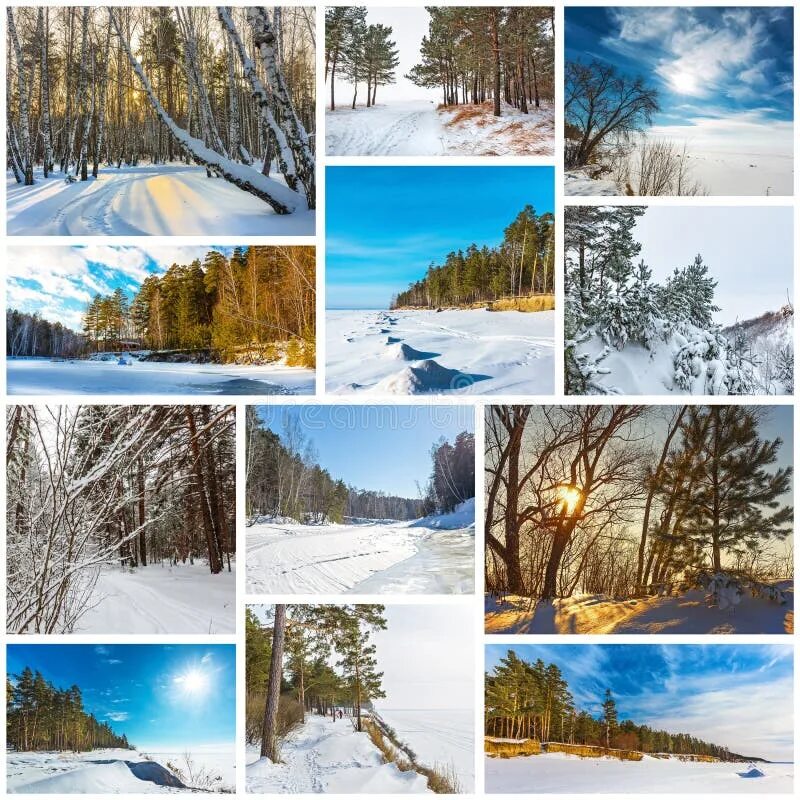 Тест природа сибири. Коллаж зимний лес. Коллаж зимней природы. Времена года Сибирь. Коллаж на зимнюю тематику.