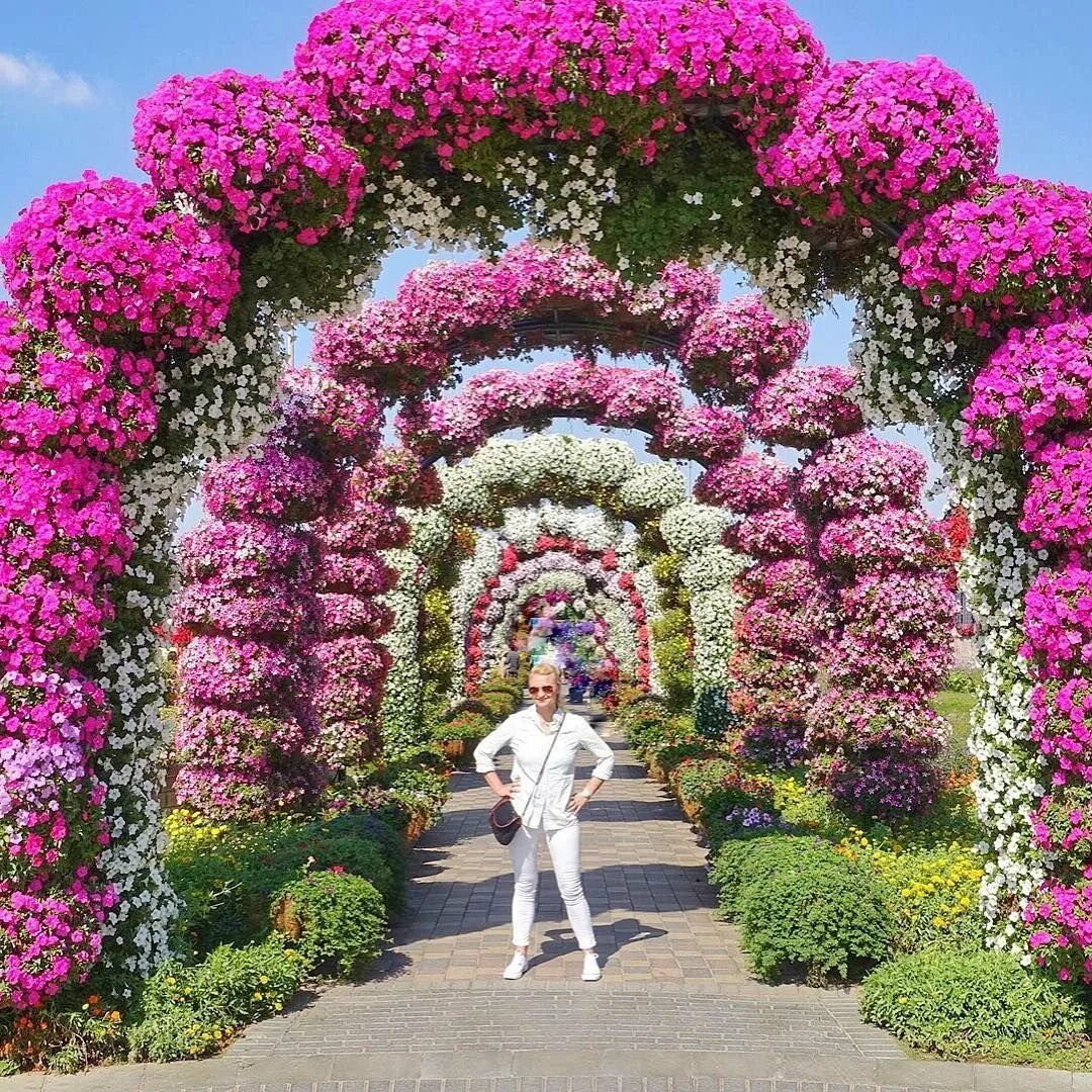 Парк цветов в дубае. Сад миракл гарден. парк цветов dubai miracle garden. мираж гарден дубай. ботанический сад дубай.