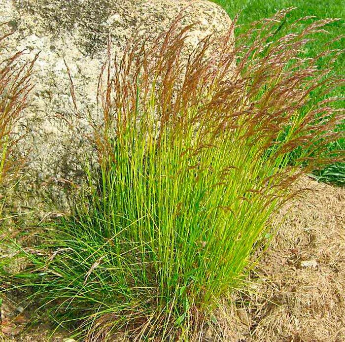 Луговик дернистый (щучка дернистая). Злак щучка дернистая. Щучка дернистая 'goldschleier'. Луговик дернистый (щучка дернистая). Луговик дернистый голдшлеер.