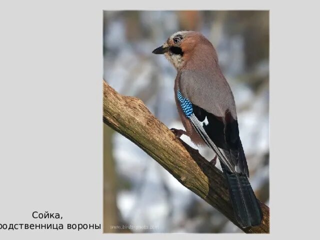 Сойка самец. Сойка самка. Сойка родственница вороны. Сойка самец и самка. Какая птица мяукает