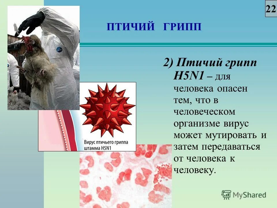 птичий грипп строение вируса. строение вируса h1n1. грипп h5n1. H 5 n 1. H 5 n 1.