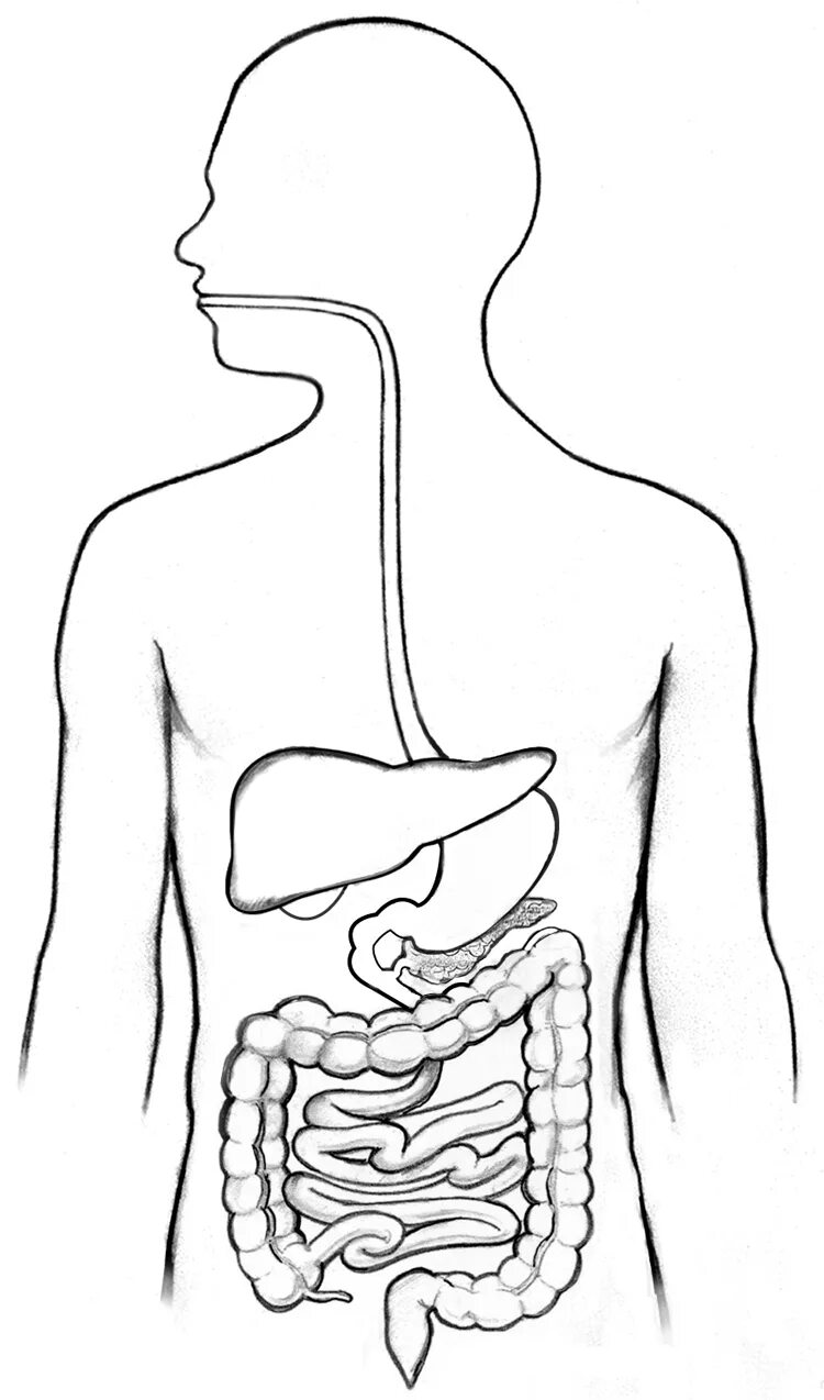 Пищеварительная система ЖКТ. Пищеварительная система человека раскраска. Пищеварительная система человека без подписей. Пищеварительная система человека анатомия. Области жкт