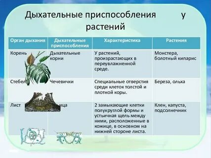 Какие приспособления к улавливанию