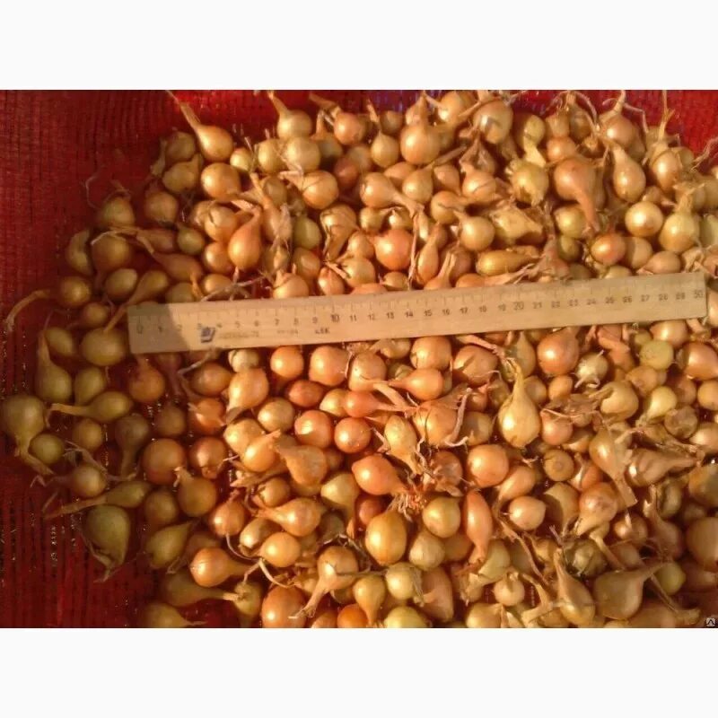 Лук севок мальвина. Лук севок штутгартен ризен. Севок в сетке. Выборка сорт севок. Лук севок оптом в чувашии.