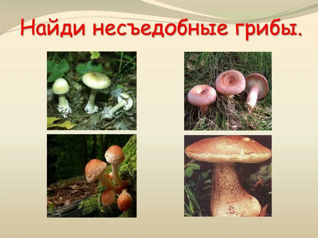 Назови 3 гриба. Грибы: съедобные и несъедобные. Несъедобные грибы названия 2 класс окружающий мир. Царство грибов несъедобные. Съедобных и несъедобных грибов.