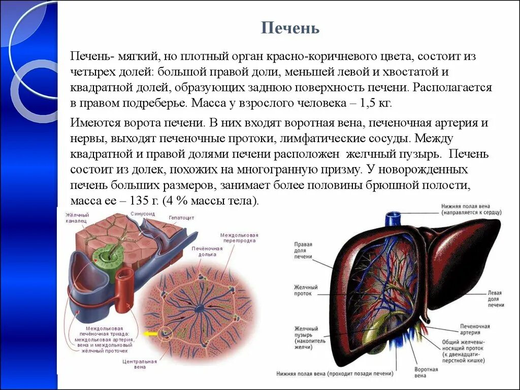 В какой части печень