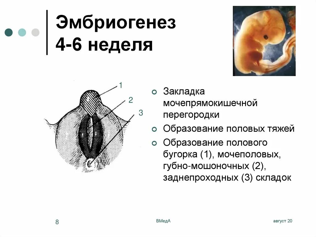 Эмбриология репродуктивной системы. Схема периодов внутриутробного развития плода. Этапы внутриутробного развития. Эмбриогенез. Стадии эмбрионального развития лягушки.