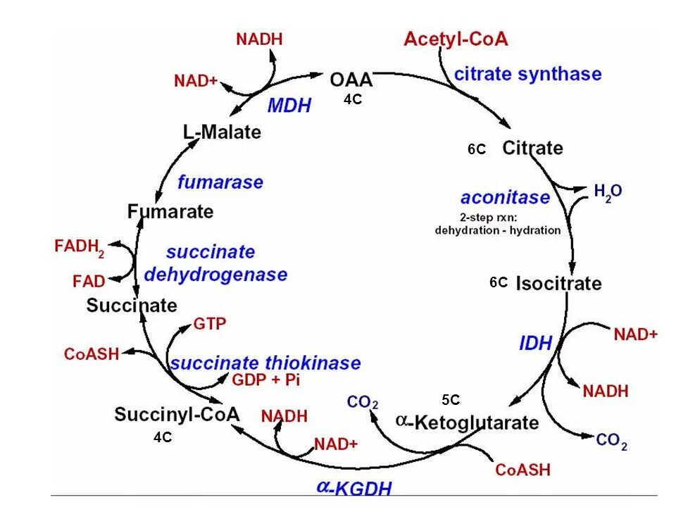 Цикл трикарбоновых кислот в линию. Цитратный цикл