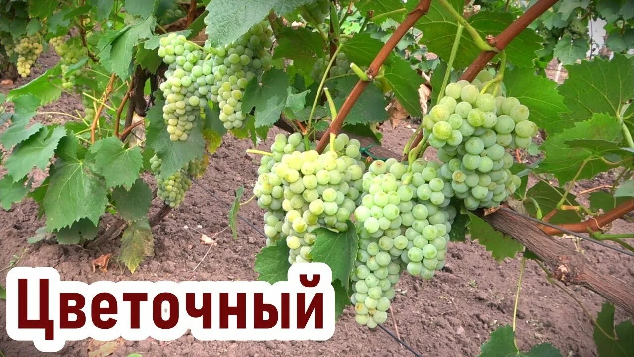 Ever Heard of the Baco Blanc Grape? - EverWonderWine?