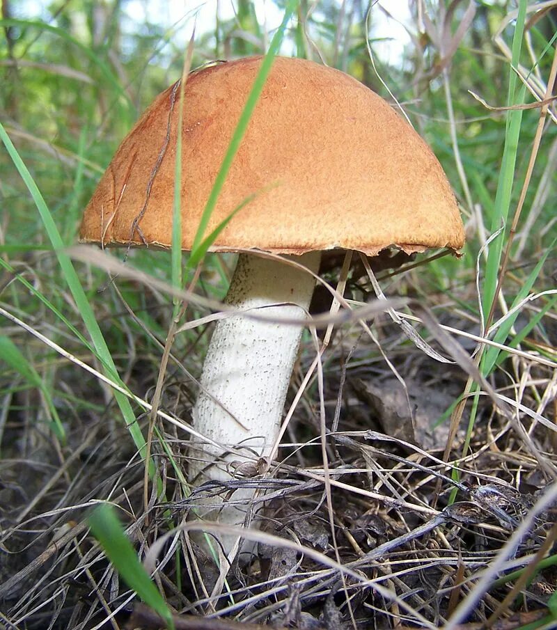 Подосиновик красный (Leccinum aurantiacum). Подосиновик обабок. Подосиновик белый. Бледный подосиновик. Трубчатая поганка