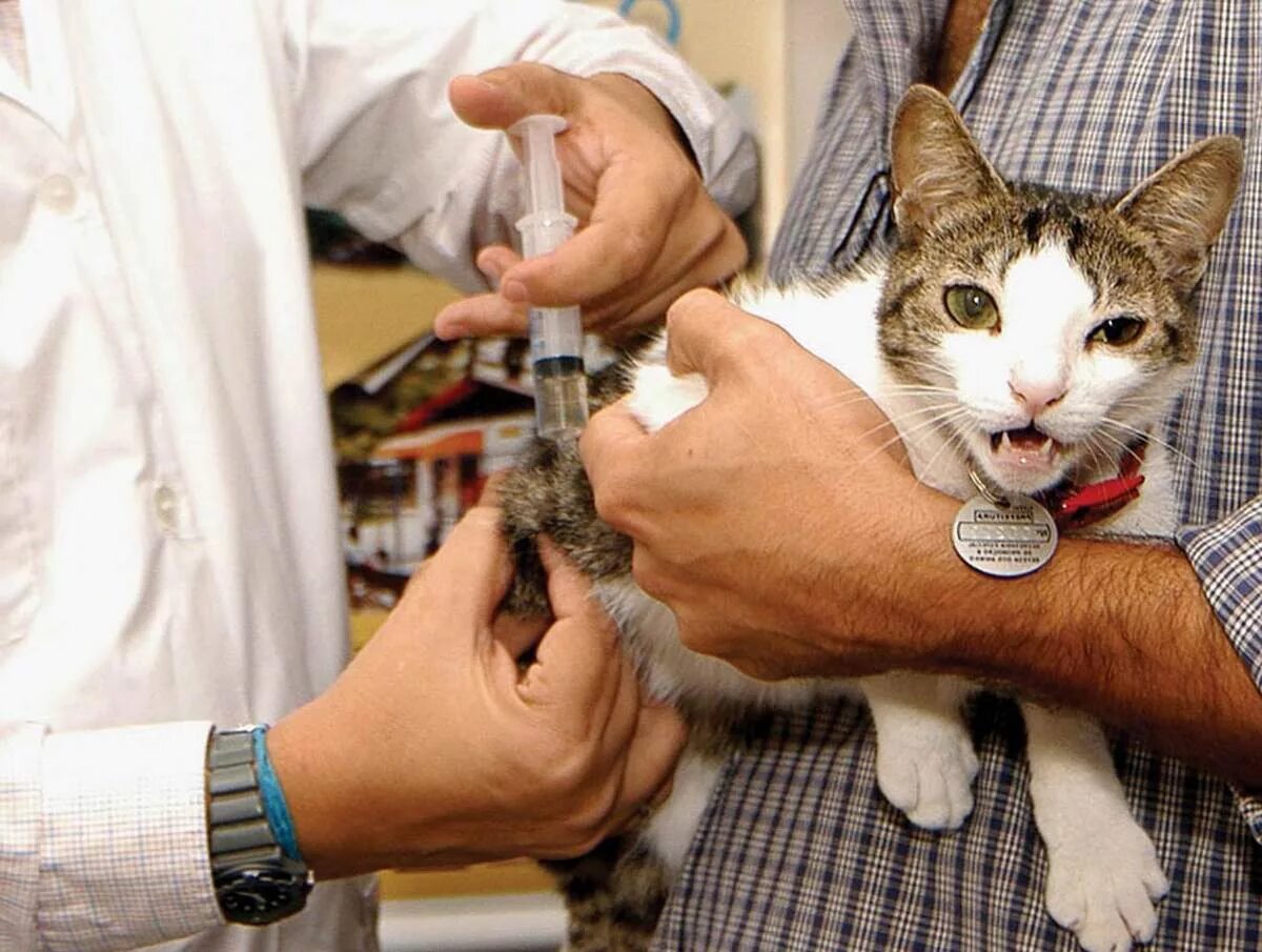 Пребиотик и пробиотик для животных. Микрофлора кошек. Микрофлора кошек. Pro plan fortiflora для кошек. Микрофлора кошек.