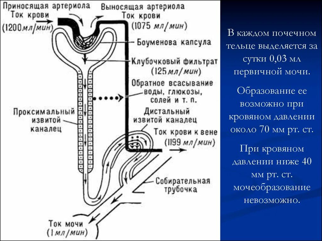 Последовательность движения мочи в организме человека. Фильтрация секреция и реабсорбция физиология почек. Канальцевая реабсорбция механизмы и регуляция. Механизм реабсорбции воды в почках. Реабсорбция и секреция в нефроне.