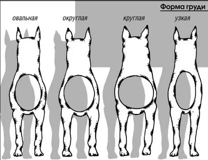 Грудная клетка собаки