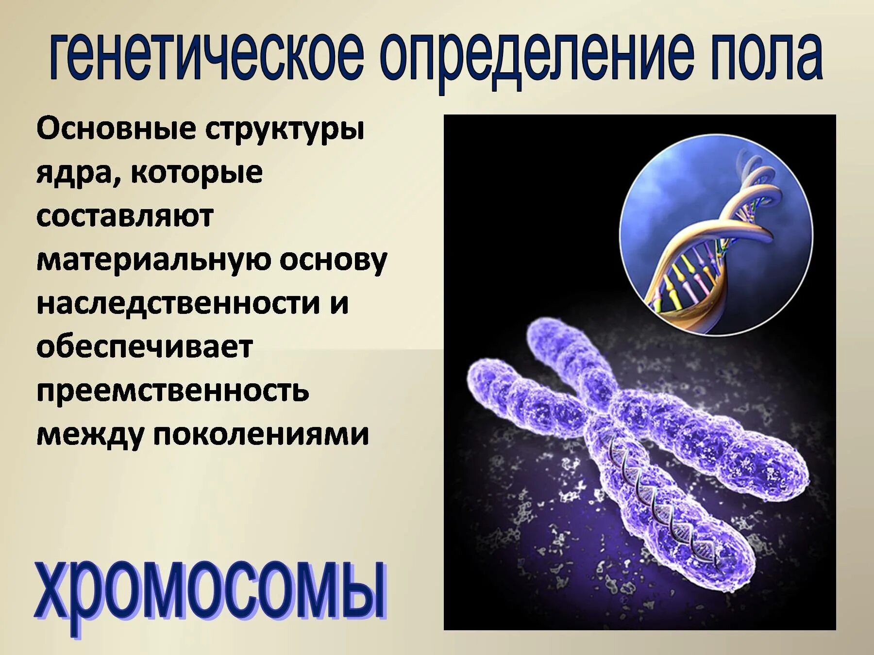 Дать определение генетика. Генетика пола. генетика пола биология. генетика пола человека кратко. генетическое определение пола кратко.