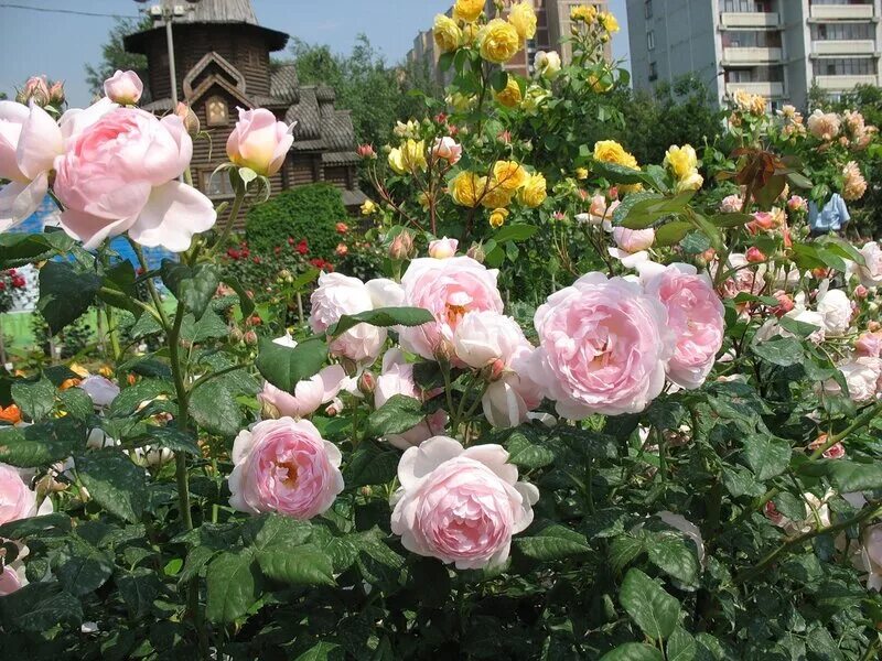 мир увлечений в медведково. мир увлечений садовый центр интернет. мир увлечений садовый центр интернет. мир увлечений садовый центр интернет. розарий мир увлечений.