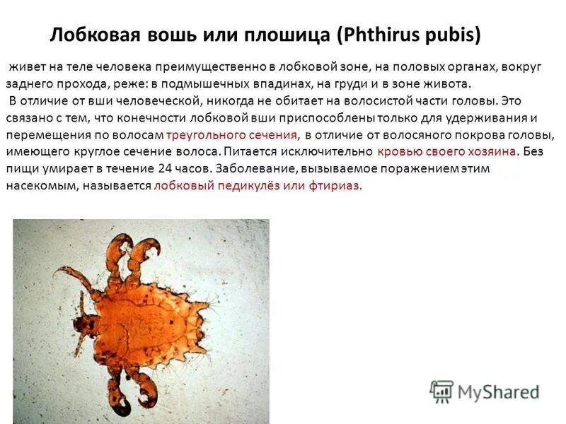 какие заболевания вызывают вши