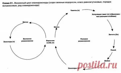 Жизненный цикл красных водорослей