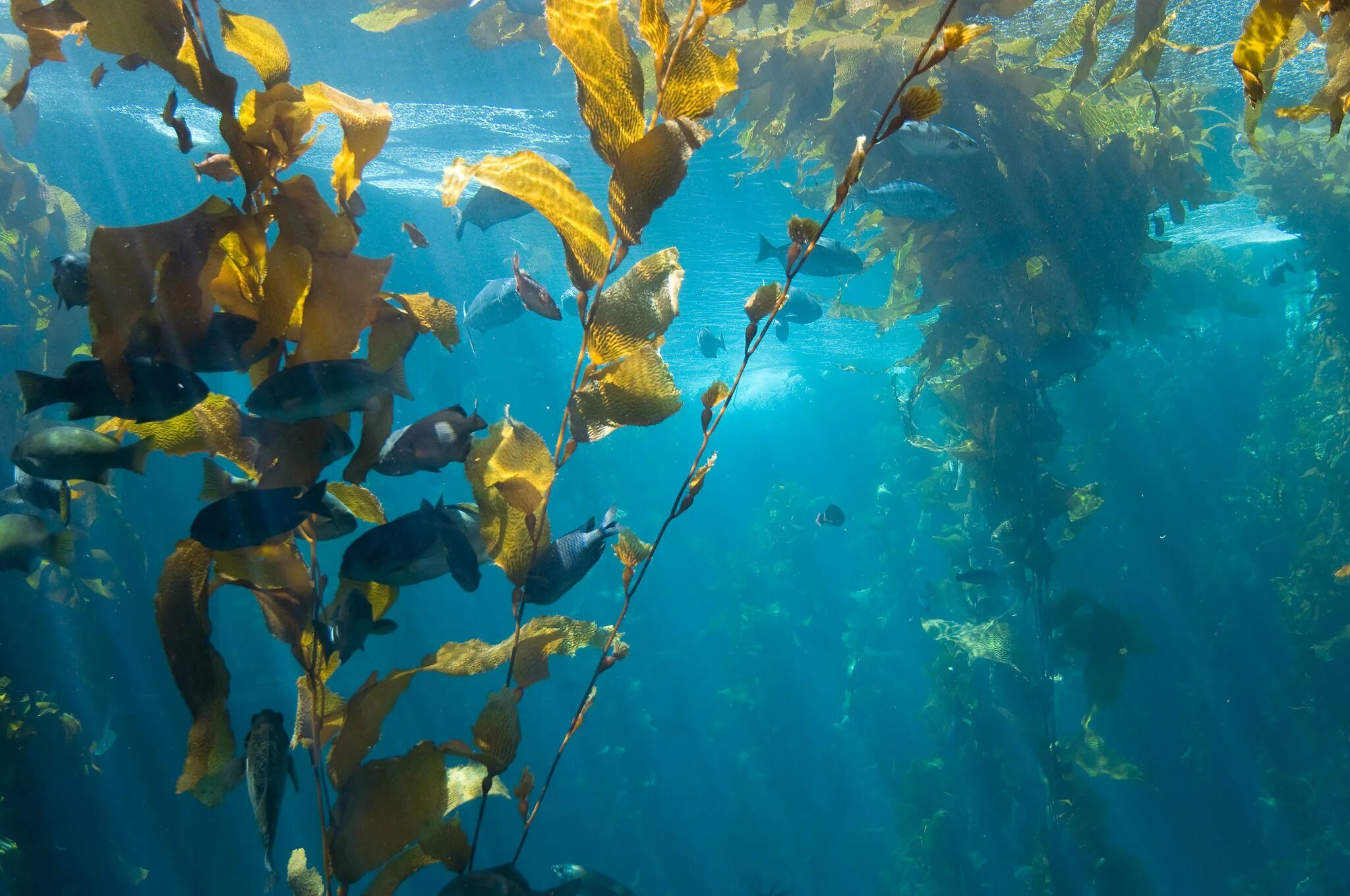 Аквакультура водорослей. Водоросли келп и морские обитатели. Макроцистис. Подводный "лес"(Kelp Forest).