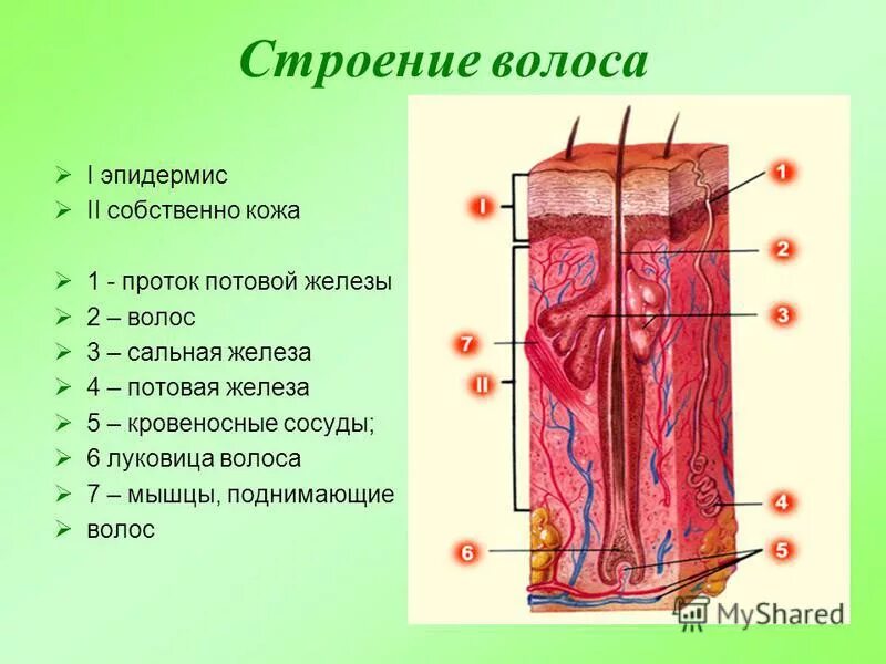 эпидермис дерма подкожная клетчатка. строение кожи слои кожи. слой кожи 1)  эпидермис 2)  дерма. схема строения кожи структура. рецептор мышца поднимающая волос эпидермис сальная железа.