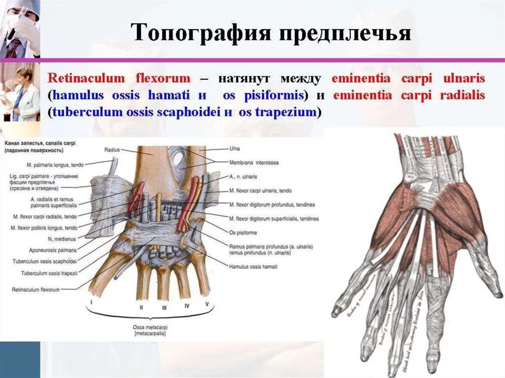 Топографическая анатомия предплечья