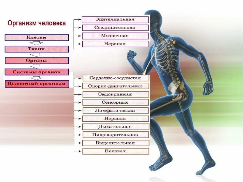 Организм человека. Строение тела человека. Системы органов организма человека. Строение тела человека таблица. Сколько в организме органов