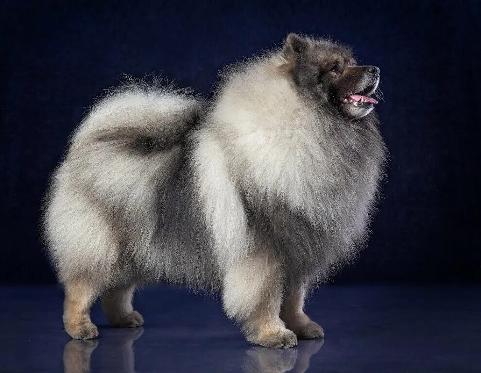 Pin on German Spitz Dogs