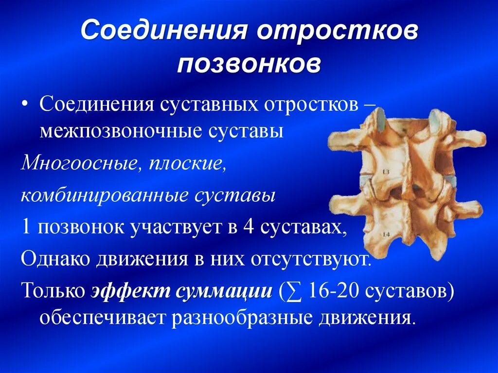 Соединения позвонков анатомия дугоотростчатые суставы. Остистые отростки позвоночника соединяет. Соединения костей туловища анатомия позвоночник. Соединения отростков позвонков.