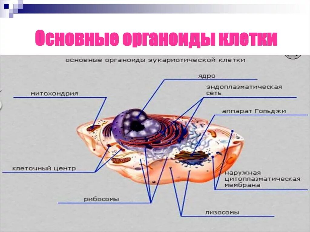 Какие общие органоиды. Основные органоиды клетки. основные органеллы клетки. основные клеточные органоиды. основные органеллы (органоиды) клетки.