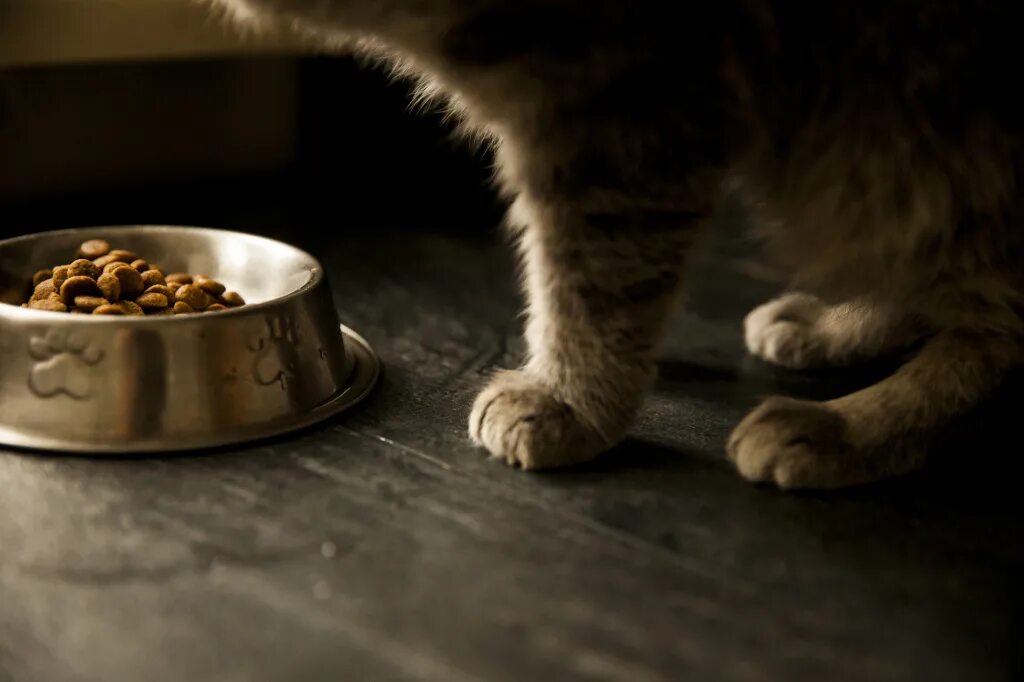 Почему кот закапывает миску. Миски для котят. кошачья еда. миски для еды для кошек. кошка зарывает еду.