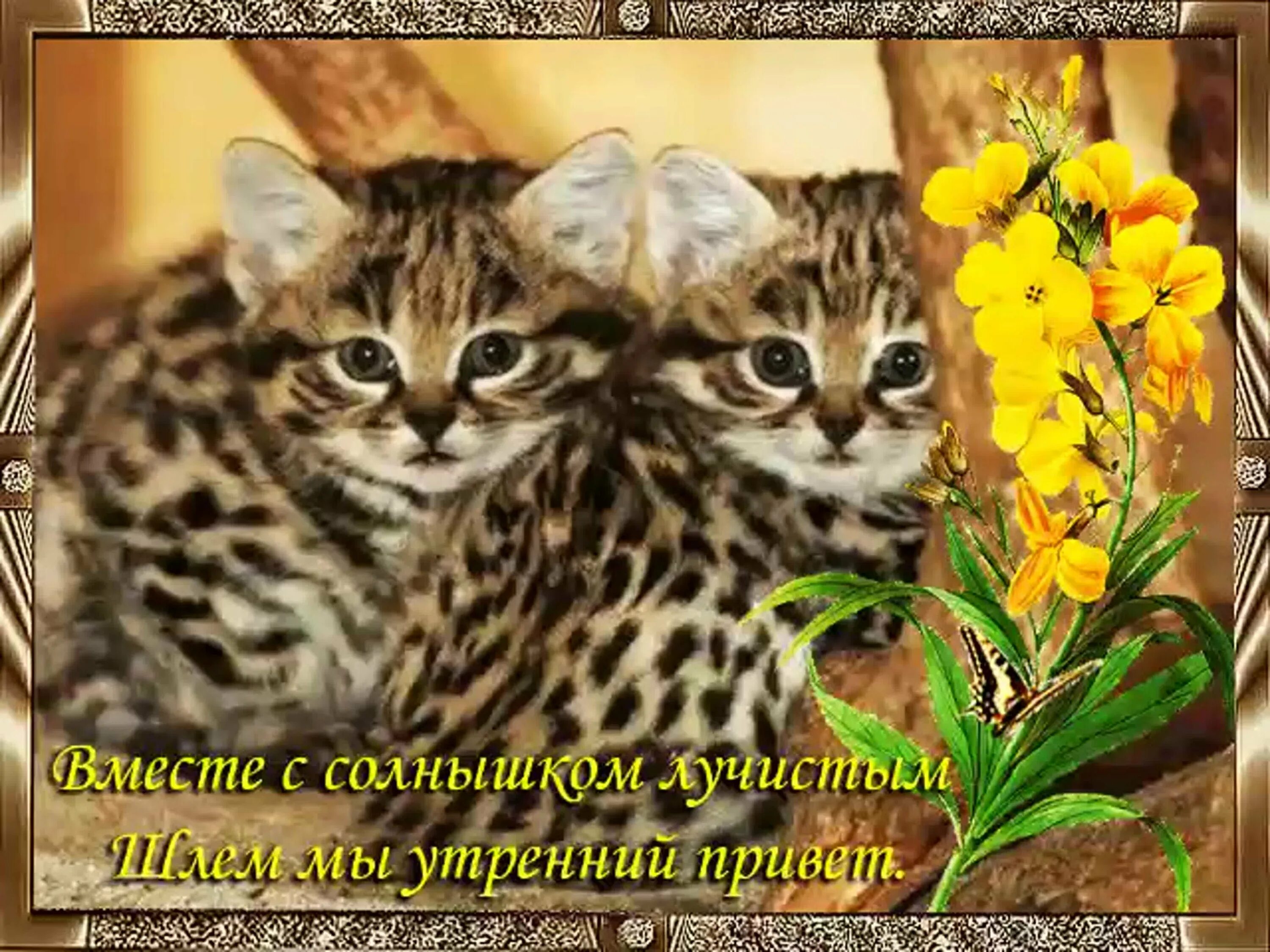 Привет с добрым утром. Утречка добренького и денёчка хорошего. Утренний приветик. Добрый день милый. Открытки привет с добрым утром.