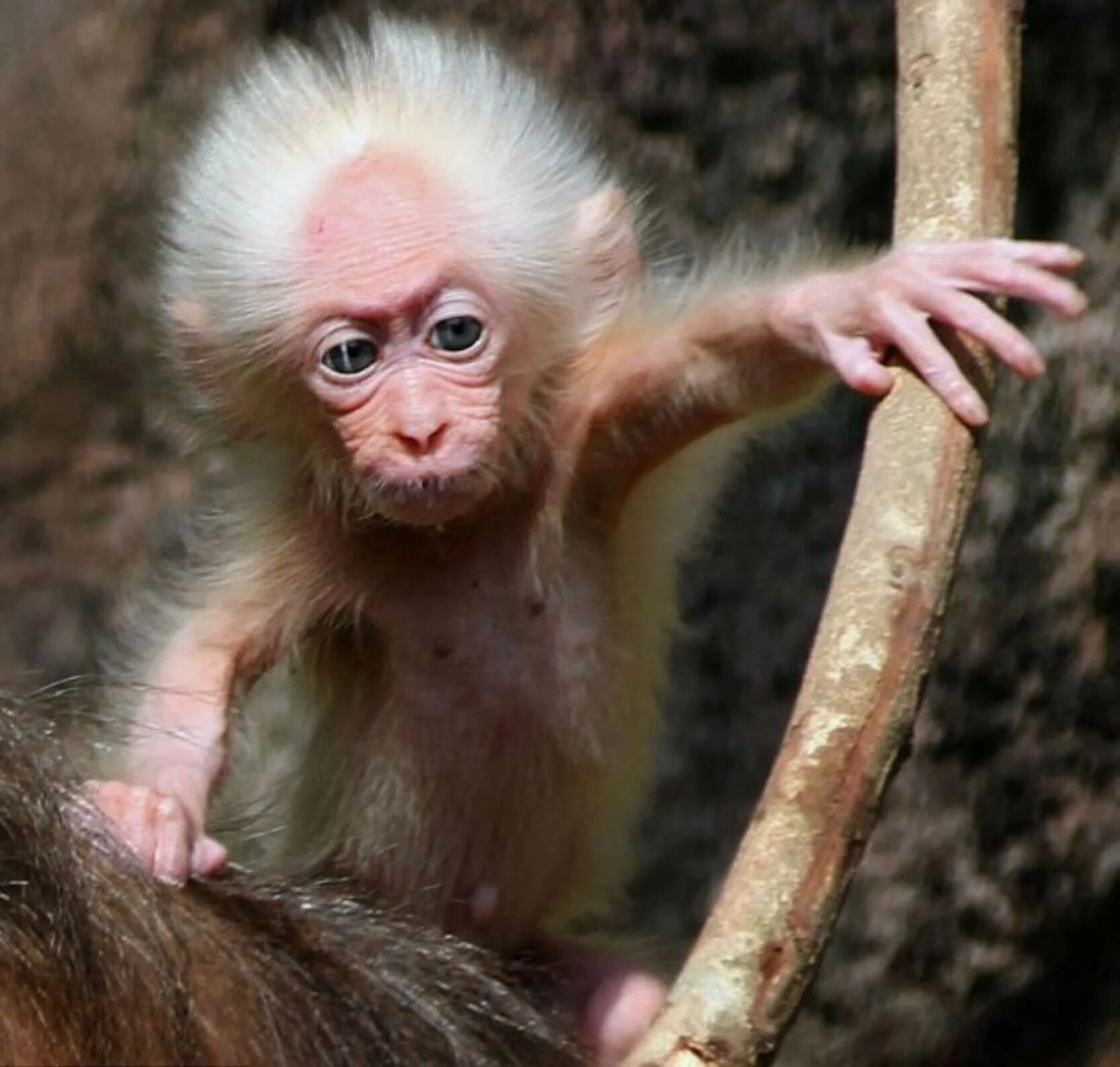 Короткохвостые обезьяны. Яванская макака. Игрунка альбинос. Пушистые обезьянки. Лысая обезьянка.