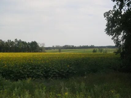 Воронежская область поле