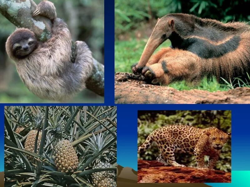 Впр животные северной америки. Южная Америка животные и растения. Северная Америка животные и растения. Растительный и животный мир Америки. Животные Северной Америки.
