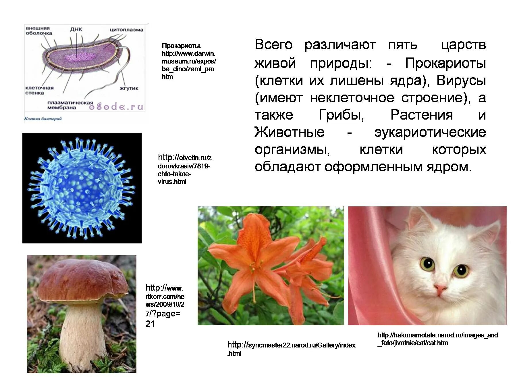 Организмы которые не имеют клеточного строения. Организмы имеющие клеточное строение. Живая природа строение. Представители видов Царств живой природы.