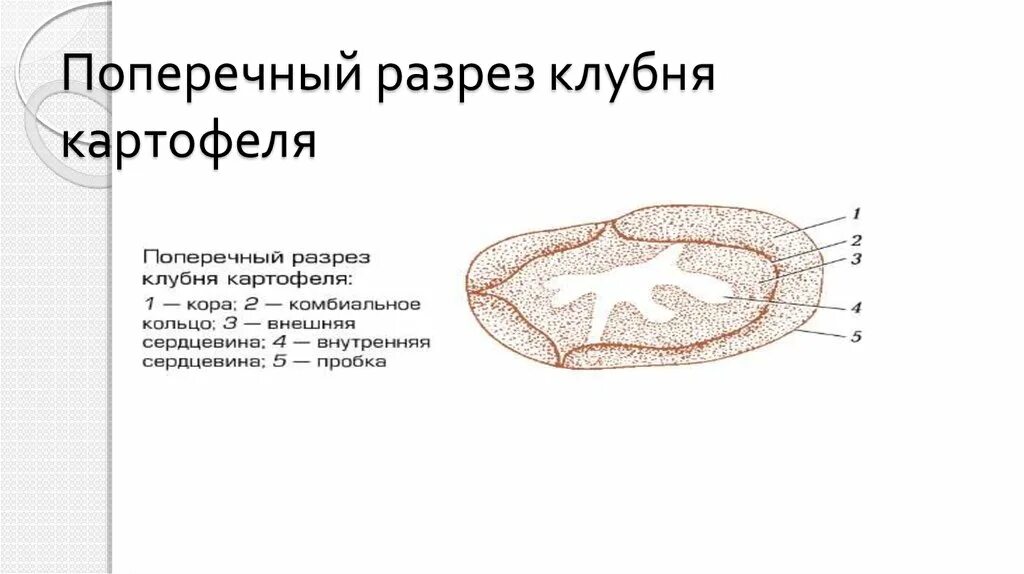 Зарисуйте срезы. Поперечный срез картофеля рисунок. Поперечный разрез клубня картофеля. Продольный разрез картофеля. Поперечный разрез клубня.