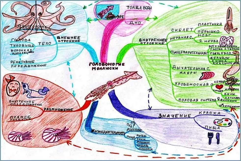 Составить карту человека. Интеллектуальная карта. Интеллект карт. Ментальная карта. Ментальная карта биология.