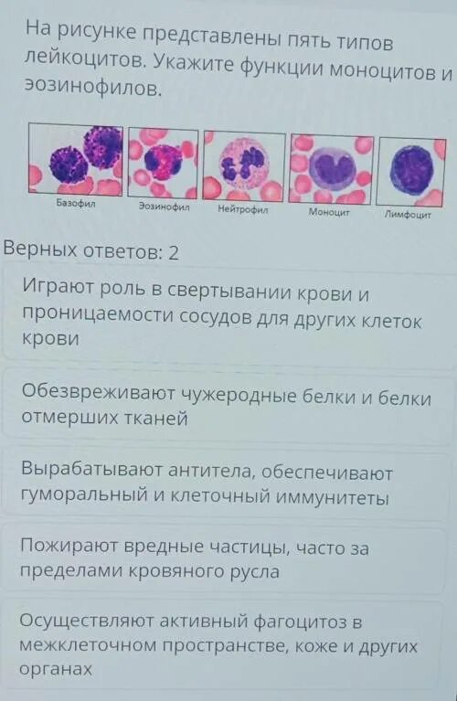 Почему повышенные моноциты в крови. Моноциты функции. Эозинофилы 5. Эозинофилы место отмирания. Норма эозинофилов в крови у ребенка 5.